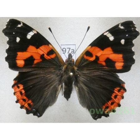 Vanessa vulcania (Godart, 1819) Madeira, Portugal97a